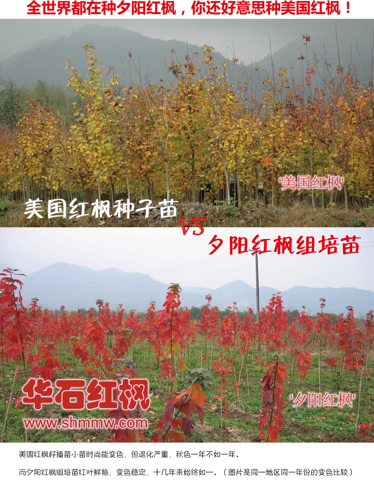 全世界都在種夕陽紅楓，你還好意思種美國紅楓！