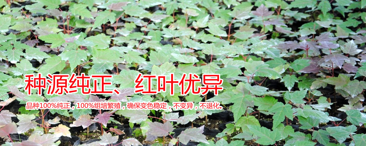 種源純正、表現(xiàn)優(yōu)異